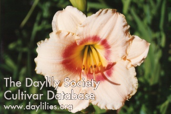 Daylily Siloam Virginia Henson